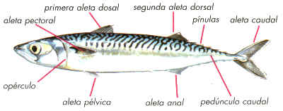 pez anatomia externa
