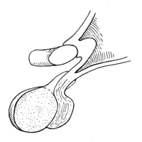 Glándula pituitaria