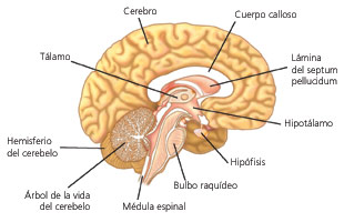 Ventrículos cerebrales