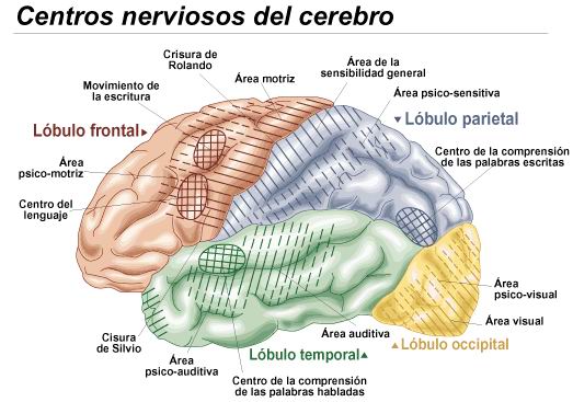 centres nerviosos
