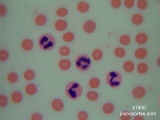 Portaobjetos de microscopio con muestra de líquido rojo aislado en la vista  superior blanca